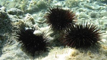 Nel bagagliaio 90 chili di ricci di mare, denunciati due pescatori