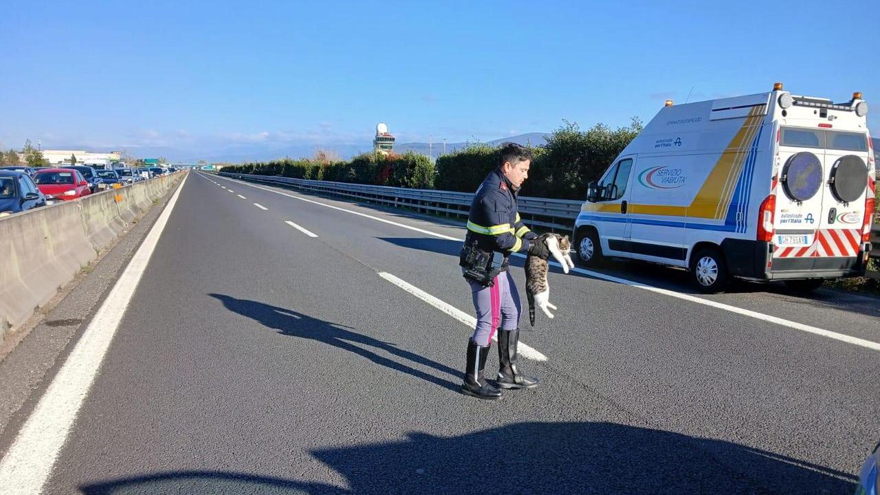 Montecatini, gatto impaurito in A11 soccorso dalla stradale