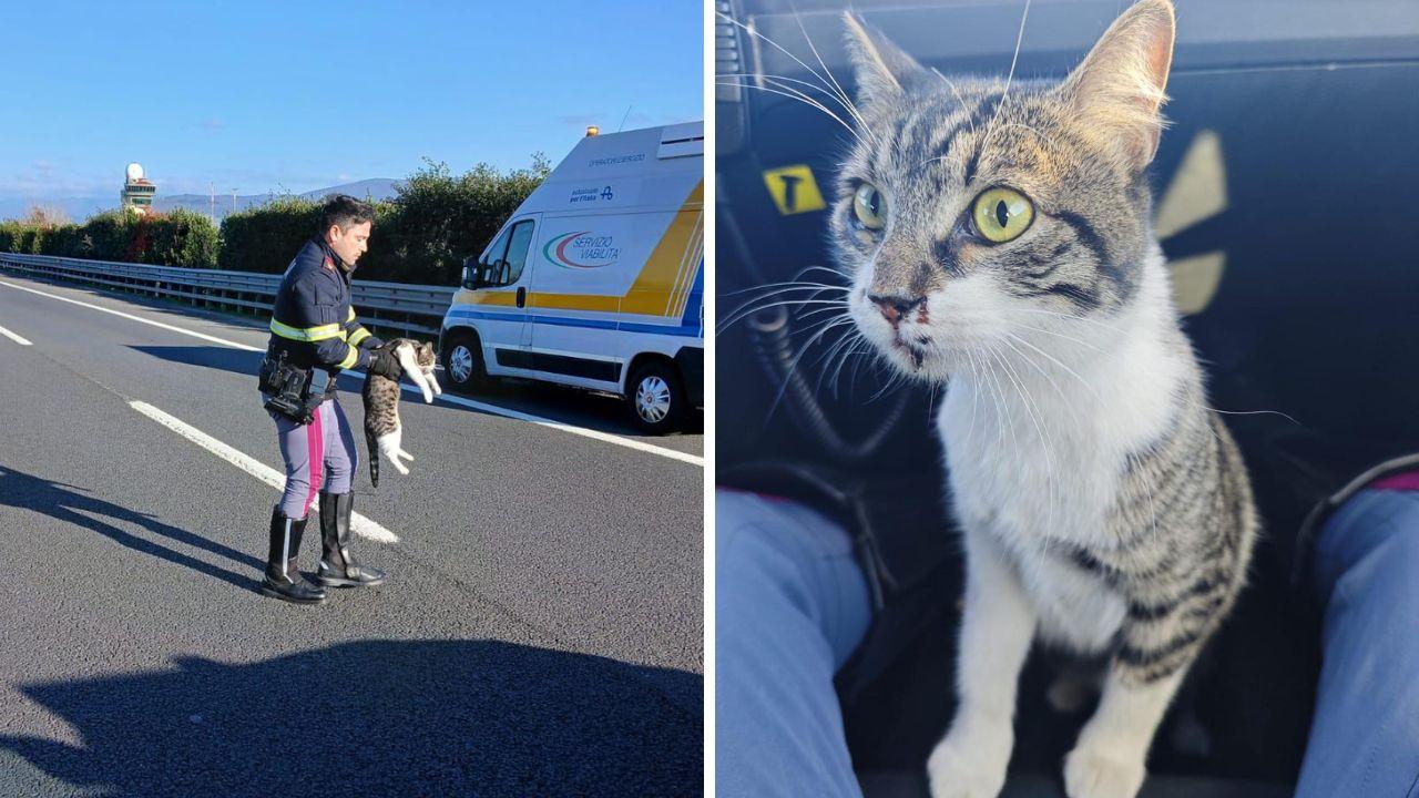 
	La gattina salvata in mezzo all'Autostrada

