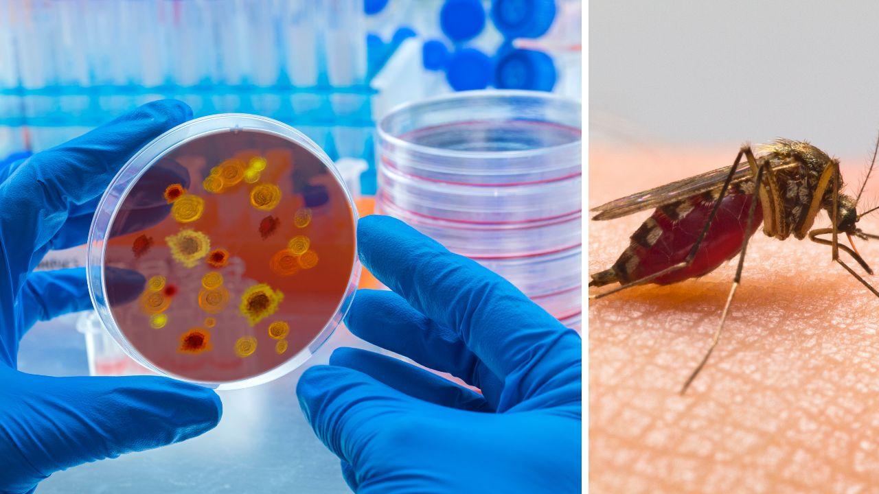 
	Il virus Oropouche &egrave; trasmesso da zanzare e moscerini

