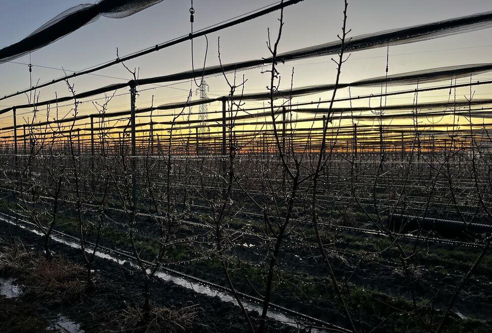 Campi gelati per tre notti in provincia di Ferrara