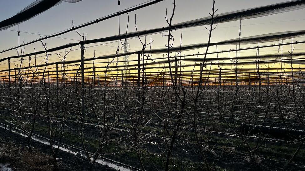 Campi gelati per tre notti in provincia di Ferrara