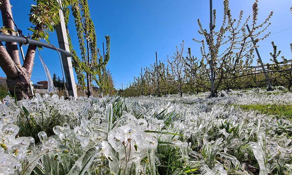 
	Allarme per le gelate notturne

