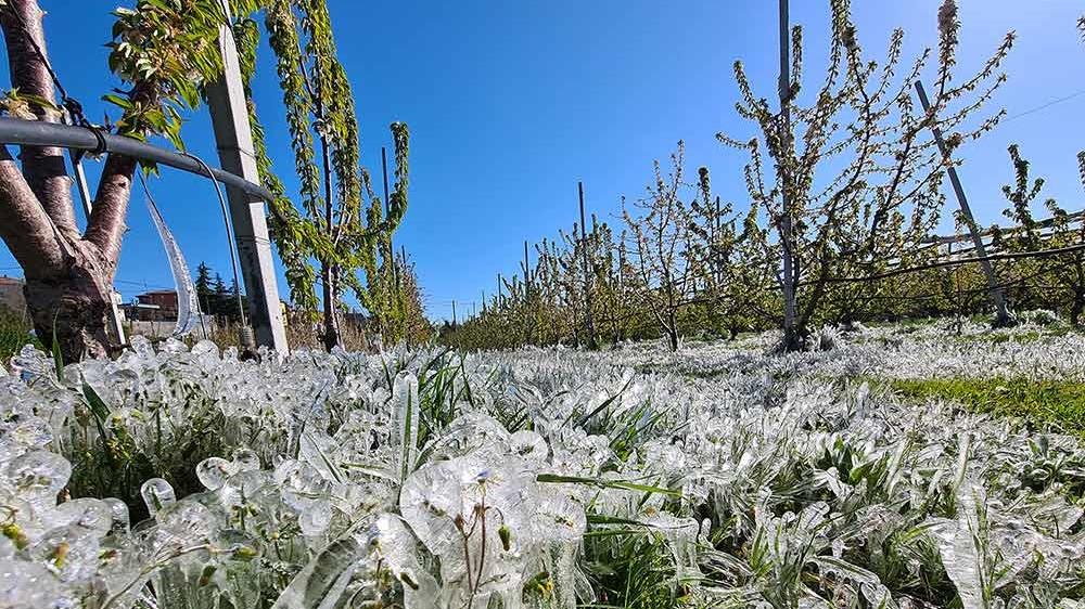 Allarme per le gelate notturne