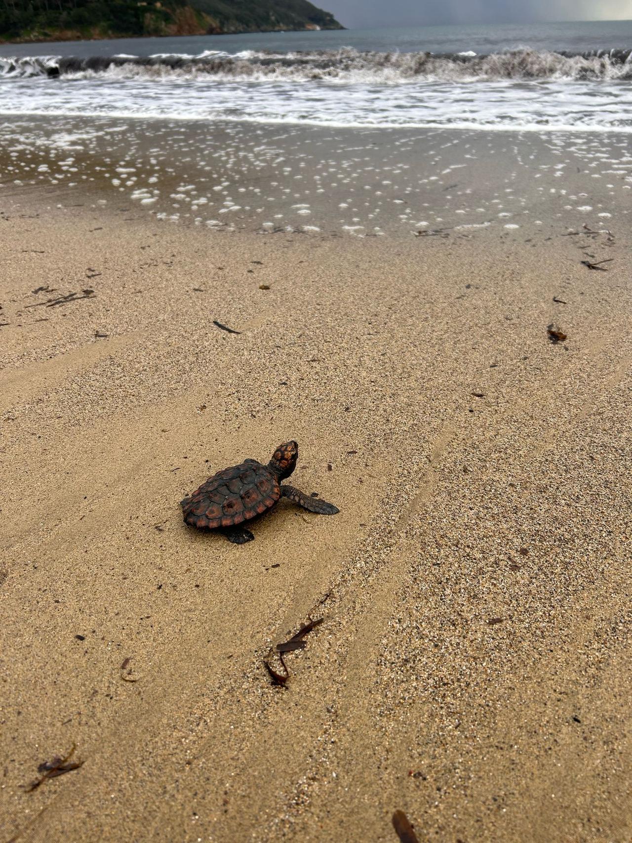 Thelma e Louise, due destini diversi per le tartarughine soccorse dai volontari