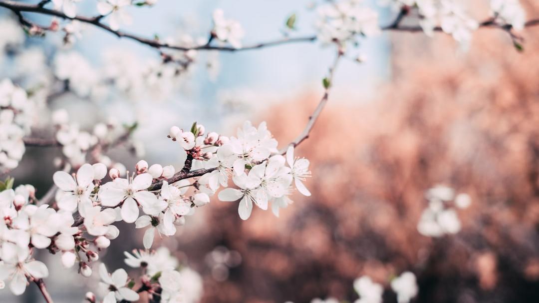 Equinozio di primavera 2025, cos’è e perché cambia sempre giorno e ora