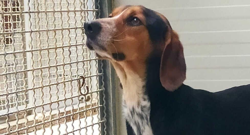 Klaus e Andros, da cani “difficili” a migliori amici dell’uomo: le storie a lieto fine del Canile Rifugio di Pescia