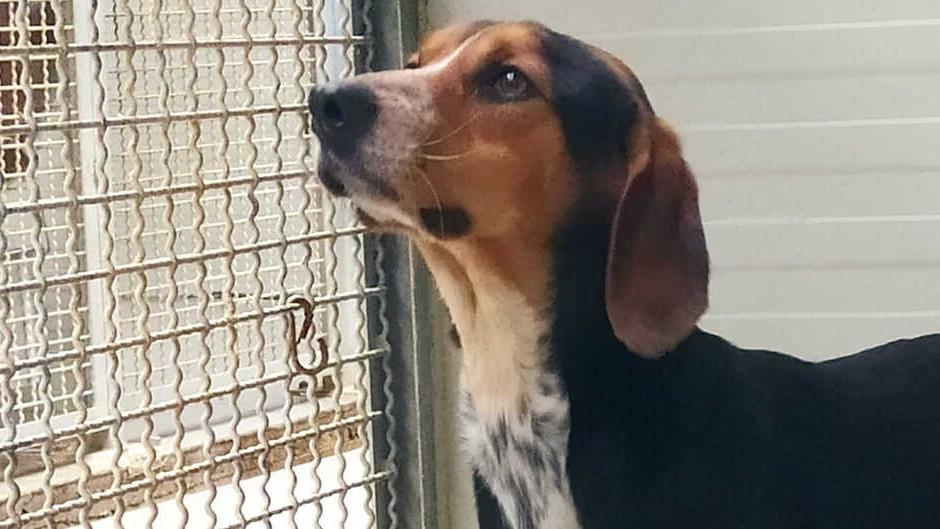 Klaus e Andros, da cani “difficili” a migliori amici dell’uomo: le storie a lieto fine del Canile Rifugio di Pescia