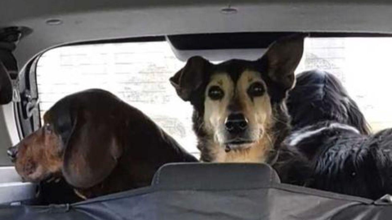 
	I cani durante il salvataggio&nbsp;

