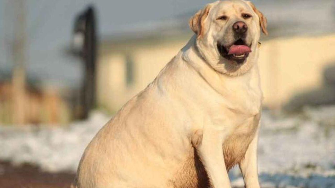 
	Un Labrador affetto da obesit&agrave;

