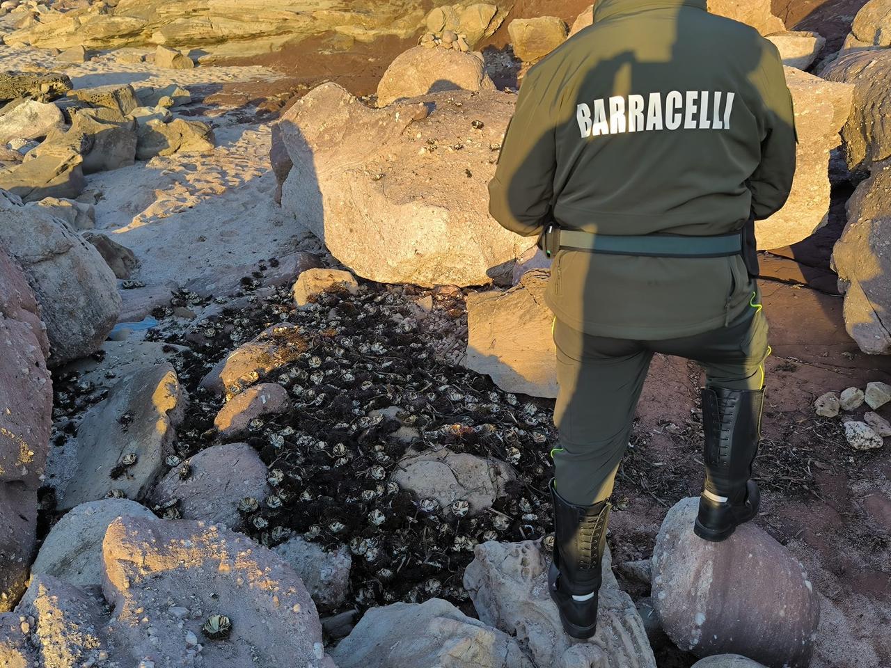 Scempio ambientale in riva al mare: oltre 5mila ricci aperti e abbandonati