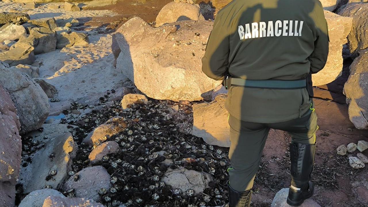 Scempio ambientale in riva al mare: oltre 5mila ricci aperti e abbandonati