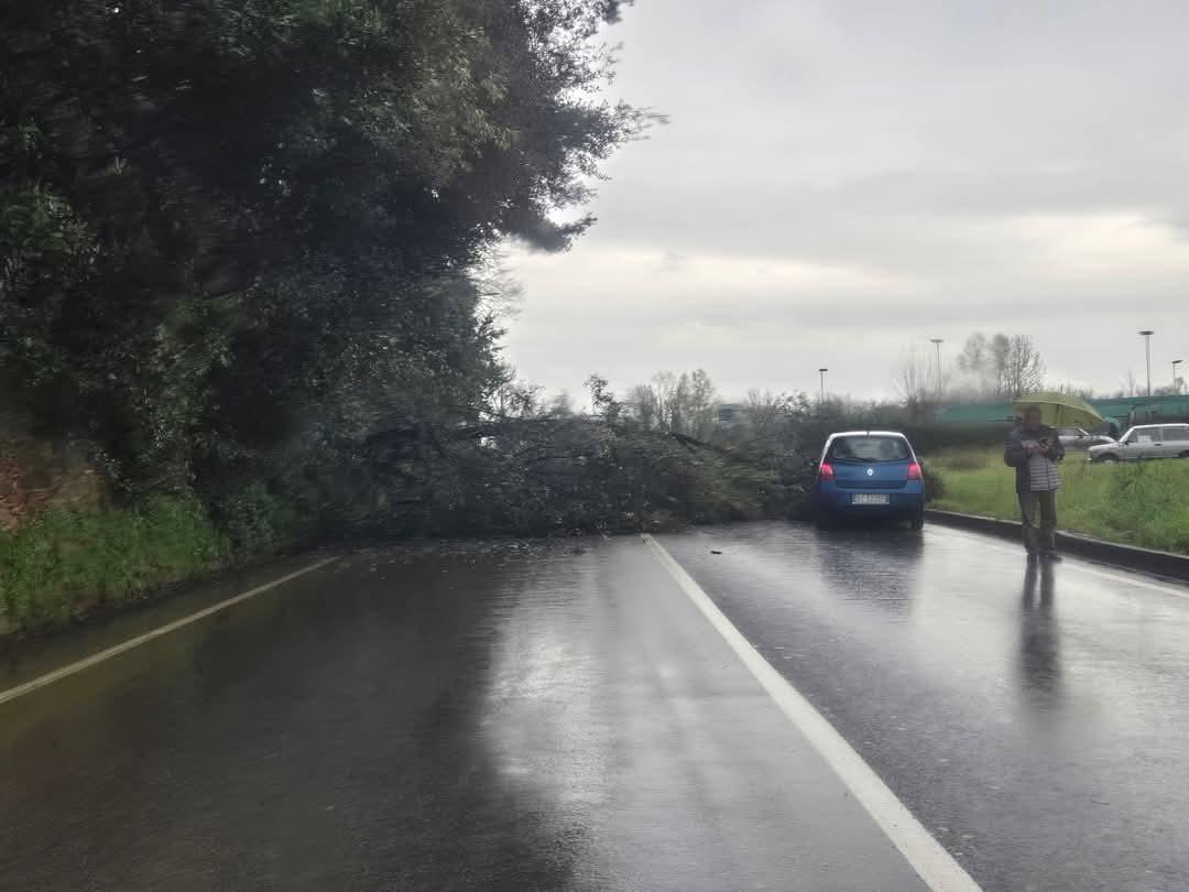 
	Il ramo caduto a Poggio a Caiano

