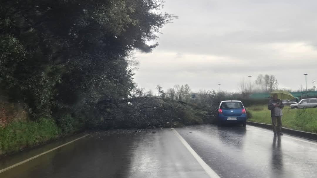 Il ramo caduto a Poggio a Caiano