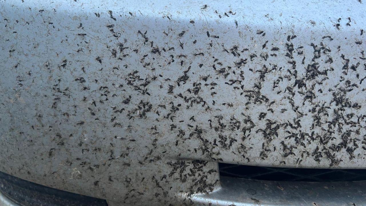 Un'auto coperta da moscerini (foto Enzo Russo)