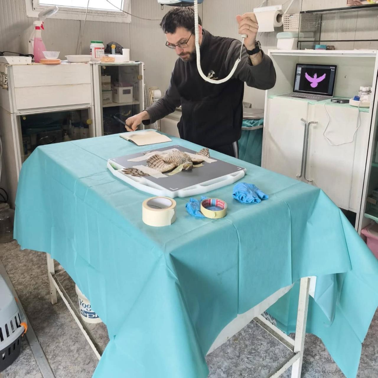 In volo dall’Africa si schianta contro la vetrata, assiolo soccorso dal Rifugio Matildico