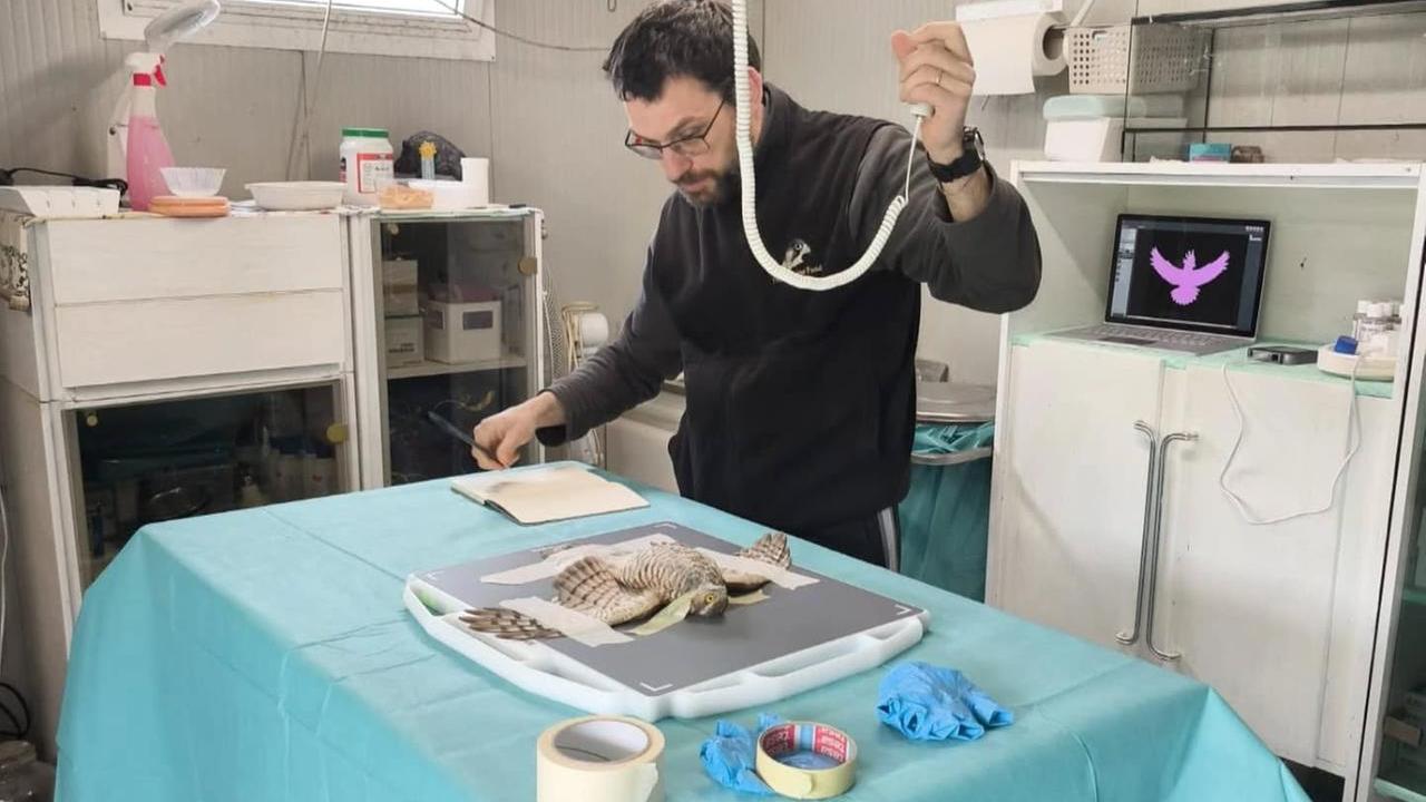 In volo dall’Africa si schianta contro la vetrata, assiolo soccorso dal Rifugio Matildico