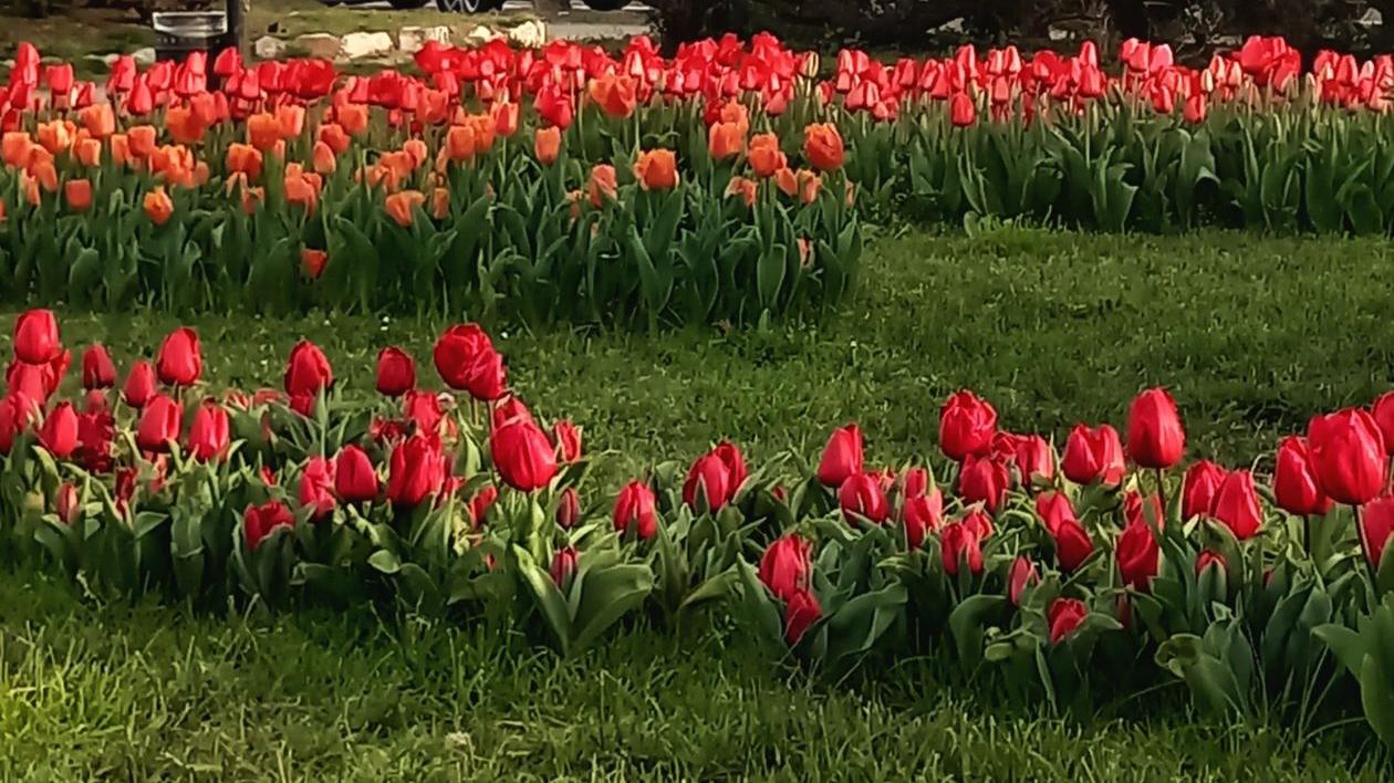 La piccola Olanda di Livorno: sboccia la primavera dei tulipani a San Jacopo. Grazie Alba.