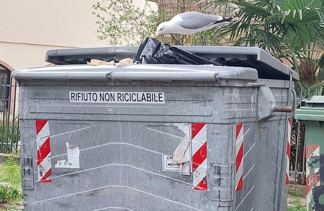 Gabbiani attirati dalla spazzatura, allarme ai Lidi