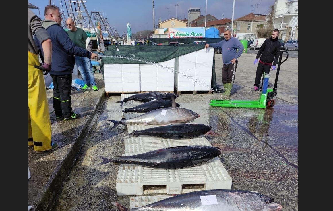 Tonni a Porto Garibaldi, battuta di pesca proficua nella notte