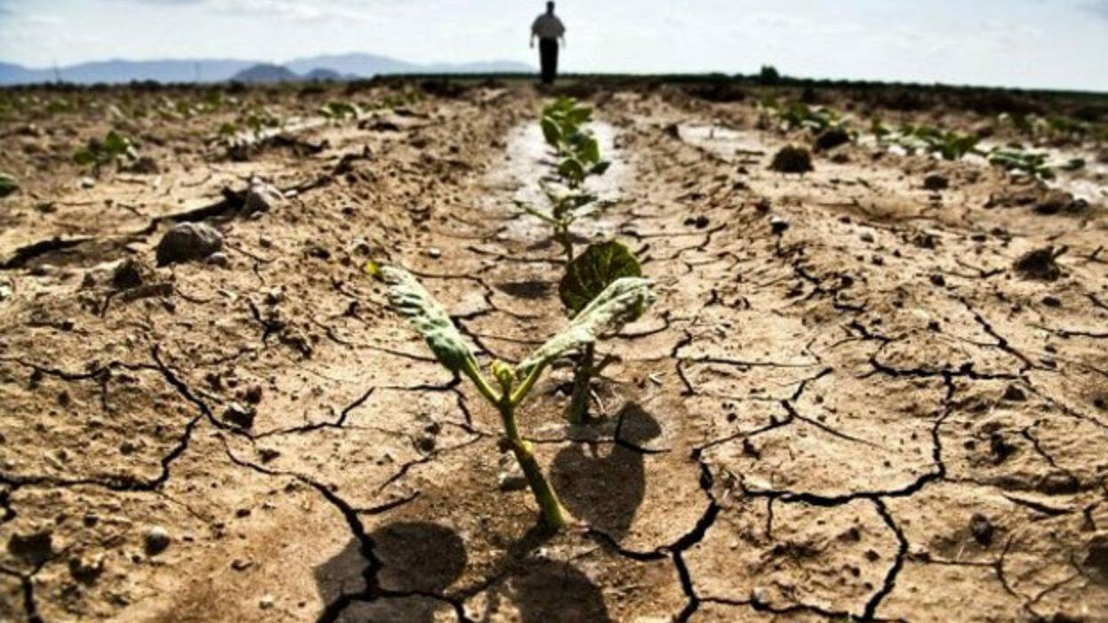 Siccità, stagione compromessa nella Nurra: ora si sceglie quali colture salvare