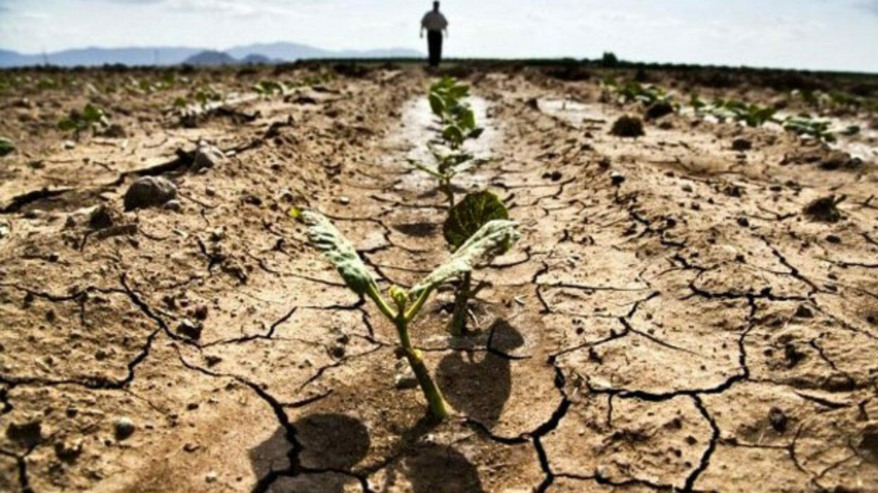 Siccità, stagione compromessa nella Nurra: ora si sceglie quali colture salvare