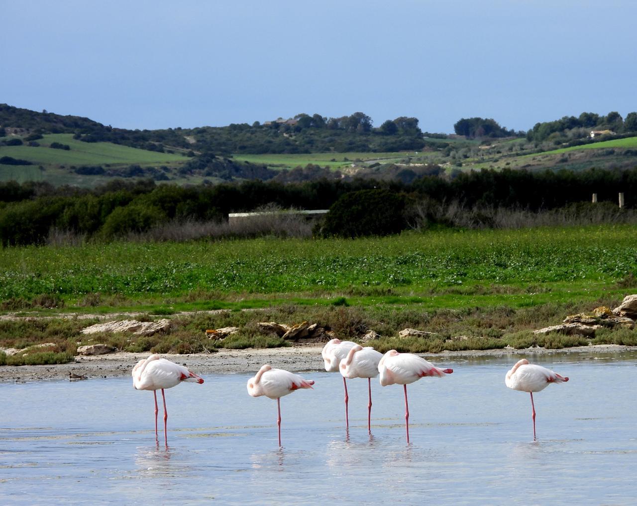 
	Fenicotteri negli stagni del Sinis (foto di Francesco Pinna)

