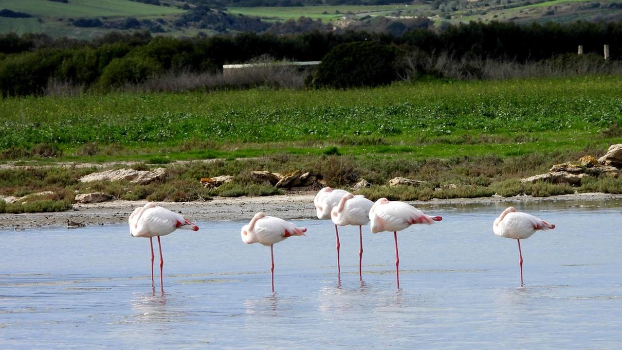 Fenicotteri negli stagni del Sinis (foto di Francesco Pinna)