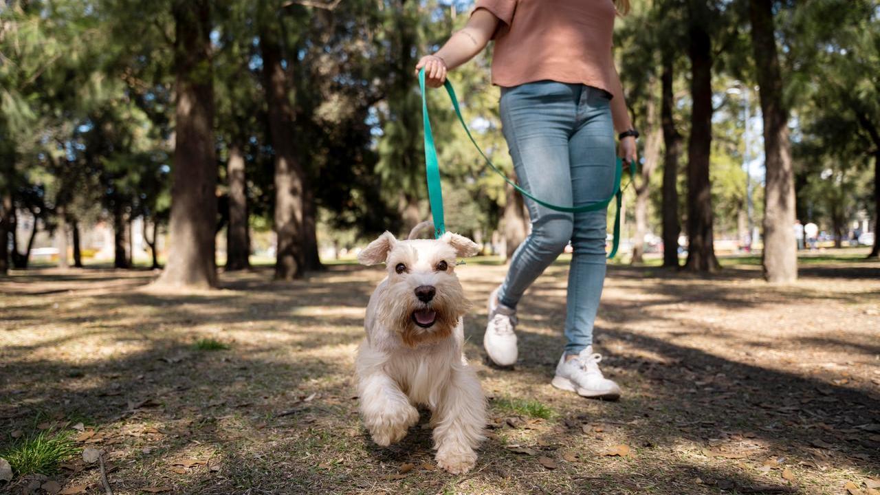 Un cane che passeggia