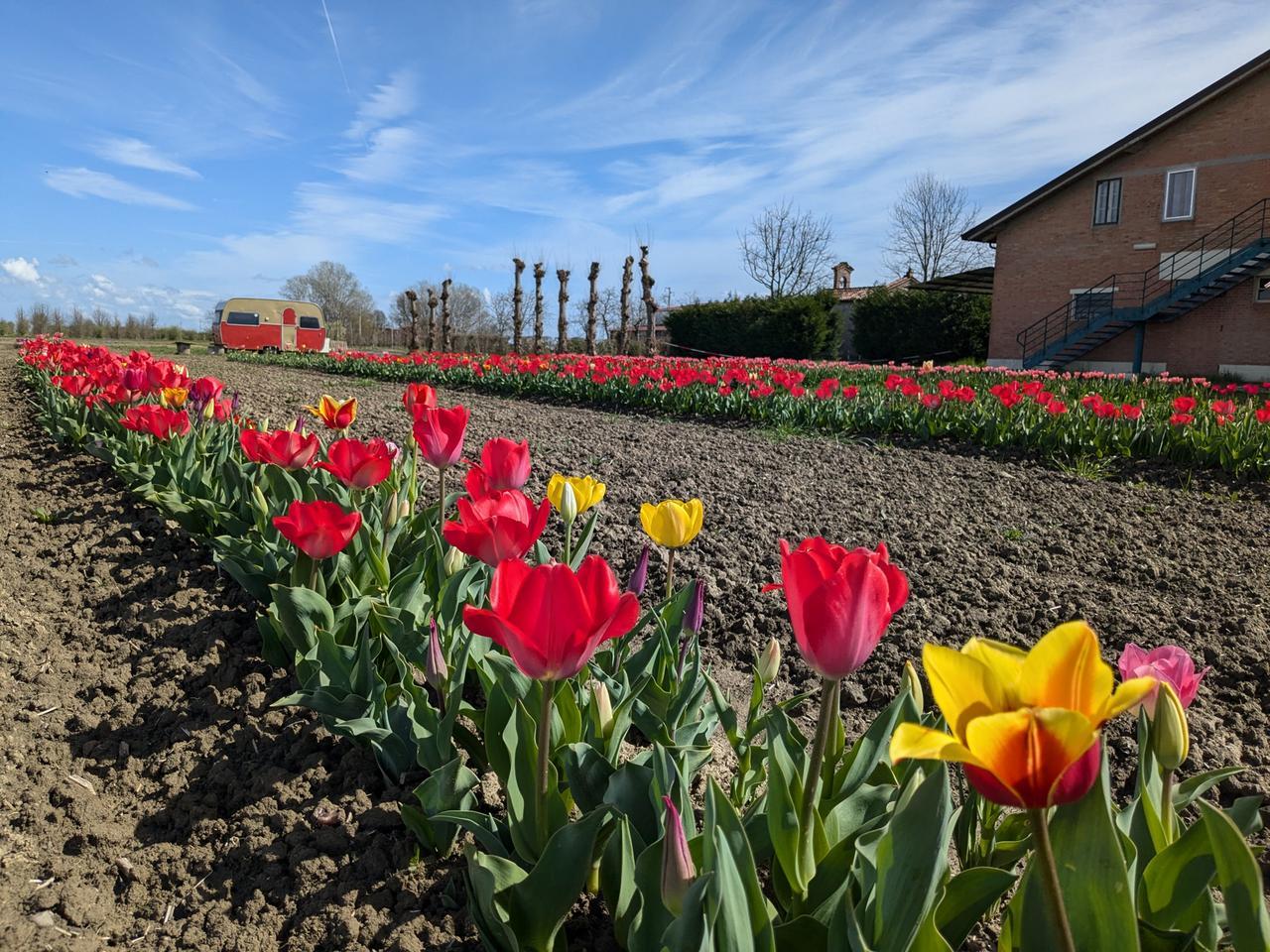 “Tulipani in FEsta”, i colori della primavera a San Bartolomeo in Bosco