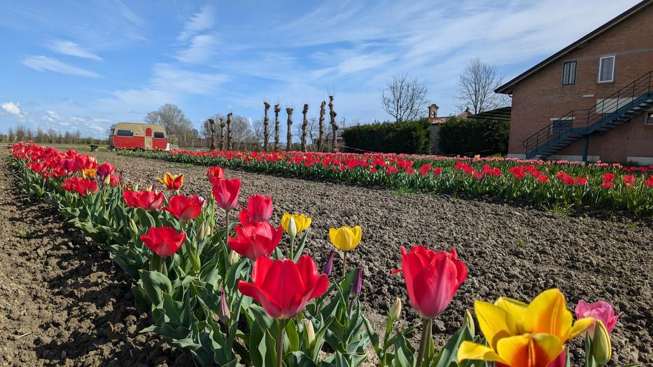 “Tulipani in FEsta”, i colori della primavera a San Bartolomeo in Bosco