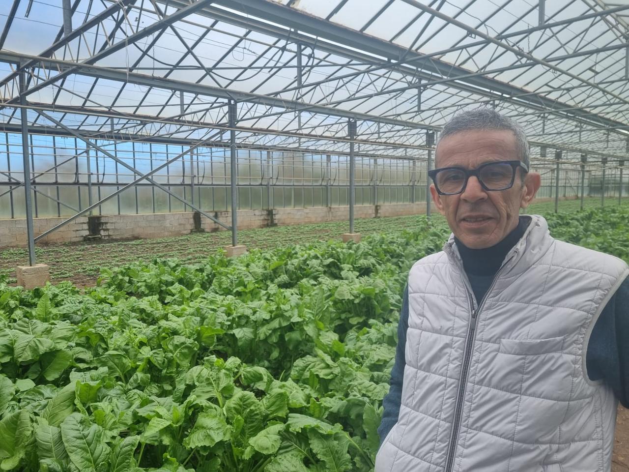 
	Antonio Idini in una serra coltivata a zucchine&nbsp;&nbsp;<strong>(foto e video di Mauro Chessa)</strong>

