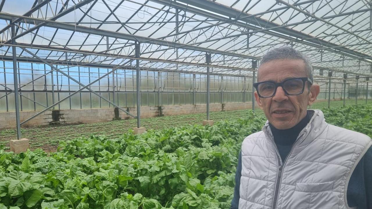 Antonio Idini in una serra coltivata a zucchine <strong>(foto e video di Mauro Chessa)</strong>