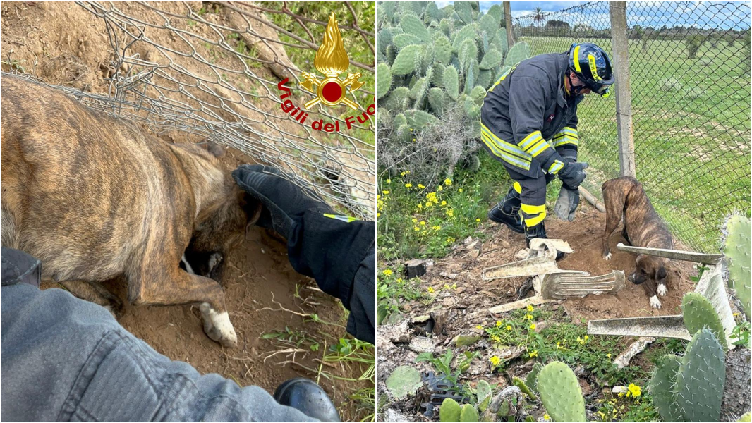 Cane incastrato nel filo spinato di una recinzione: salvato dai vigili del fuoco