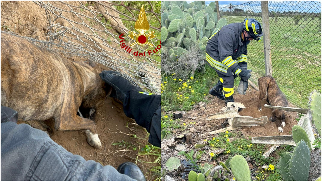Cane incastrato nel filo spinato di una recinzione: salvato dai vigili del fuoco