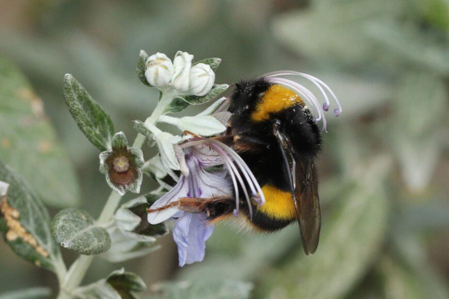 
	<em>Un esemplare di Bombus terrestris</em>

