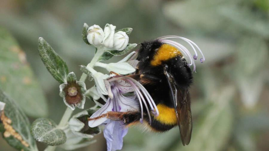 <em>Un esemplare di Bombus terrestris</em>