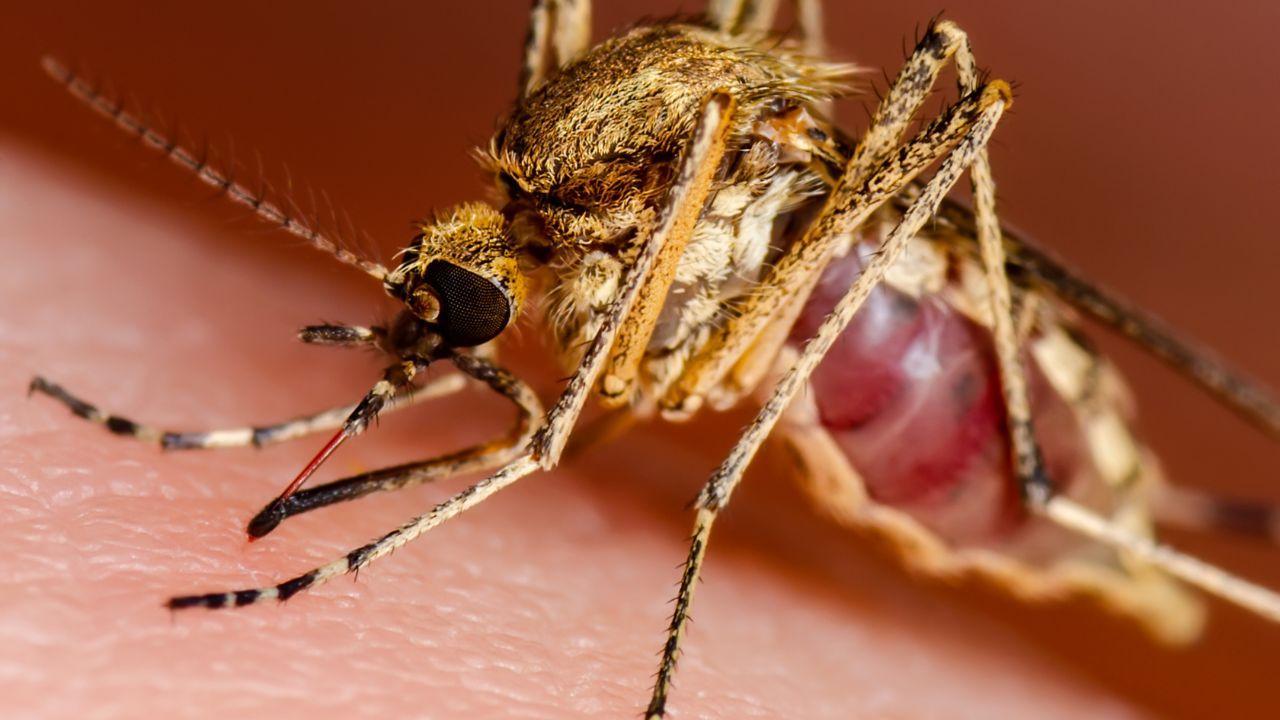 (foto di repertorio)