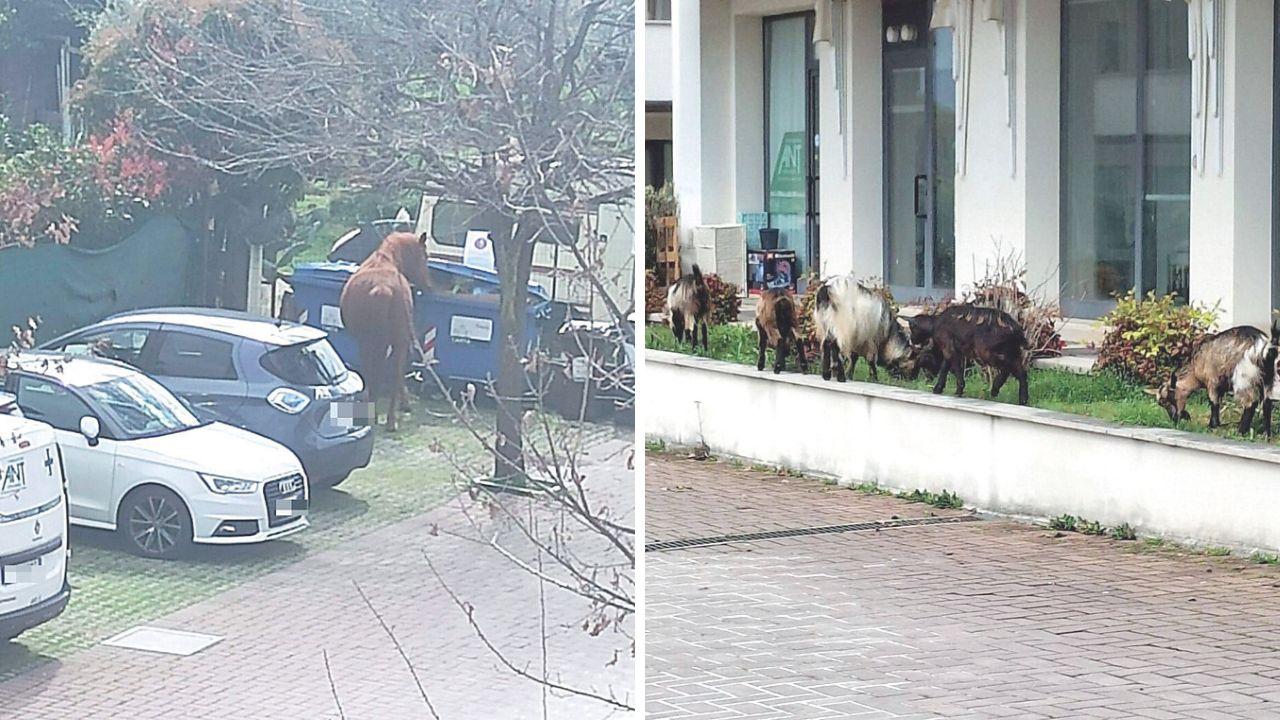 A sx un cavallo che rovista nei cassonetti, a dx delle capre sull'aiuola