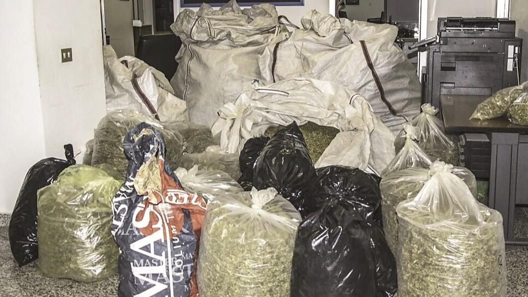 La maxi piantagione di marijuana non era sua: assolto