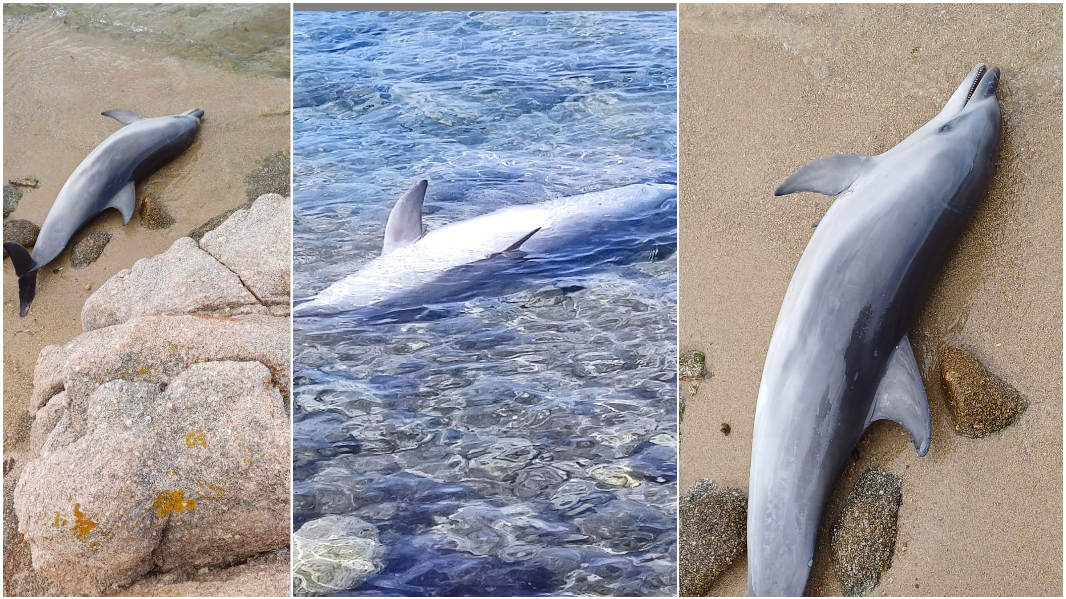Delfino trovato morto nelle acque del parco dell’arcipelago di La Maddalena