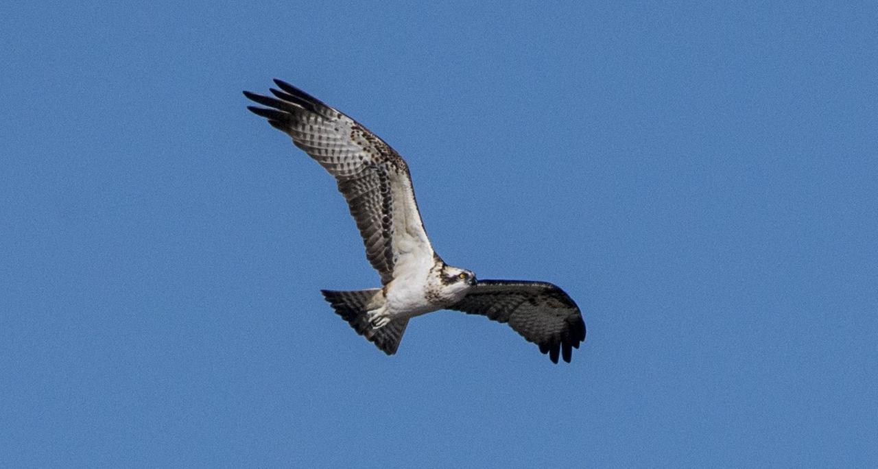 Evento storico sull’isola di Tavolara: dopo 60 anni il falco pescatore ritorna a nidificare