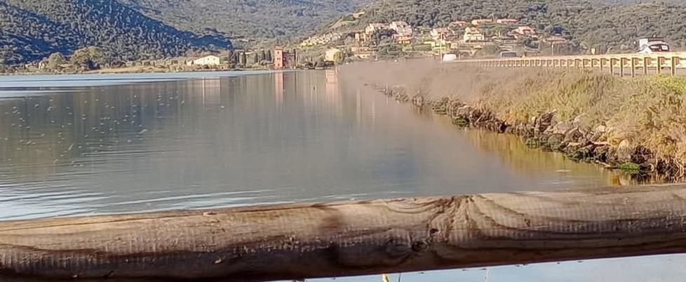 Invasione di moscerini a Orbetello, la soluzione sono gli attrattori luminosi lungo le sponde della laguna