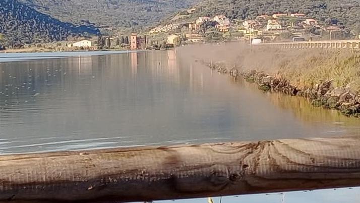 Invasione di moscerini a Orbetello, la soluzione sono gli attrattori luminosi lungo le sponde della laguna