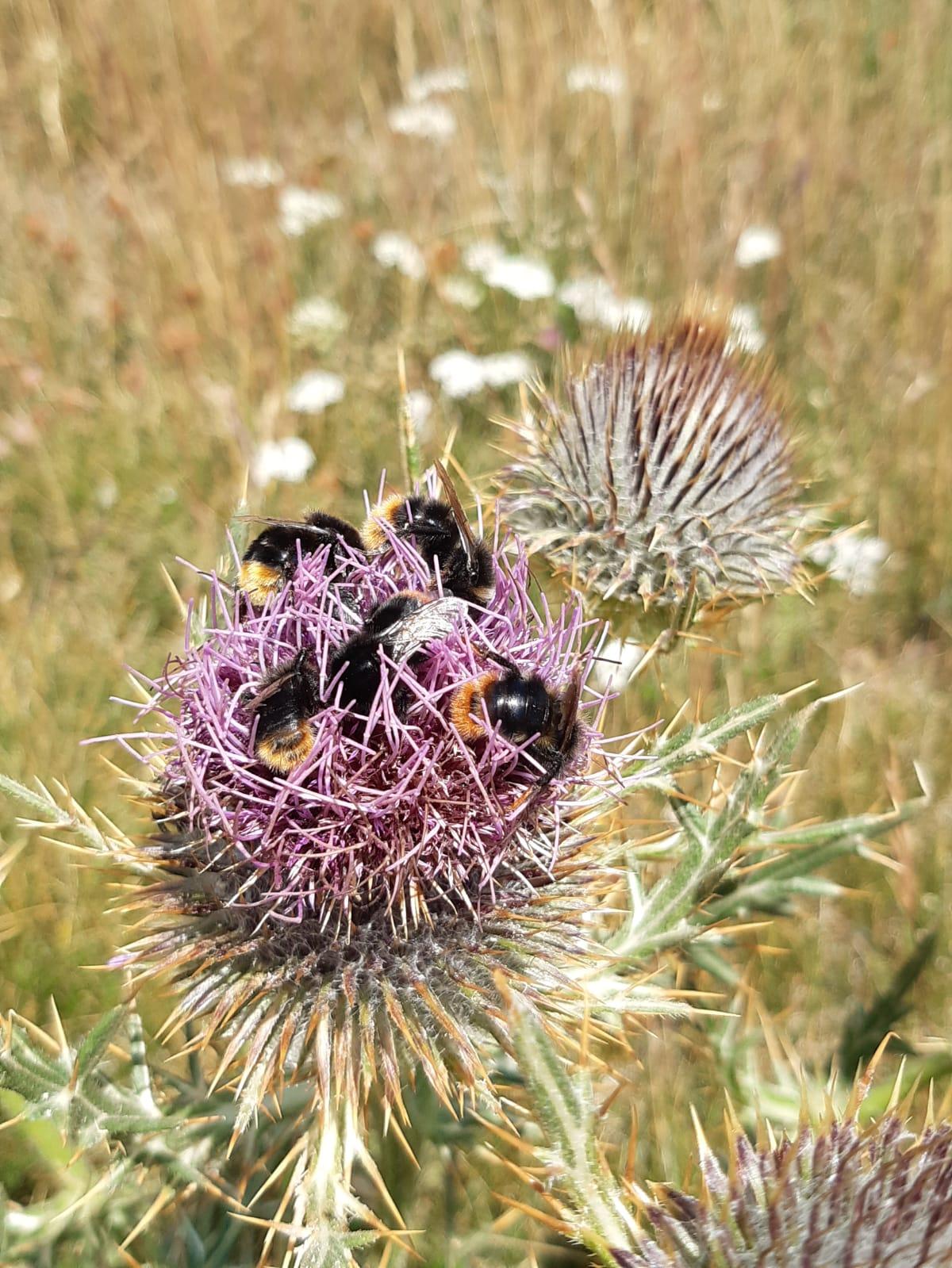 Beeadapt, 70 ettari protetti per salvare api, bombi e farfalle nell’Appennino reggiano