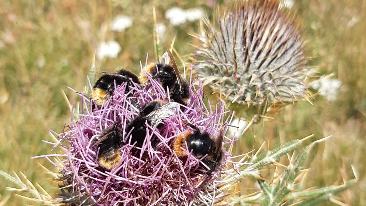 Beeadapt, 70 ettari protetti per salvare api, bombi e farfalle nell’Appennino reggiano