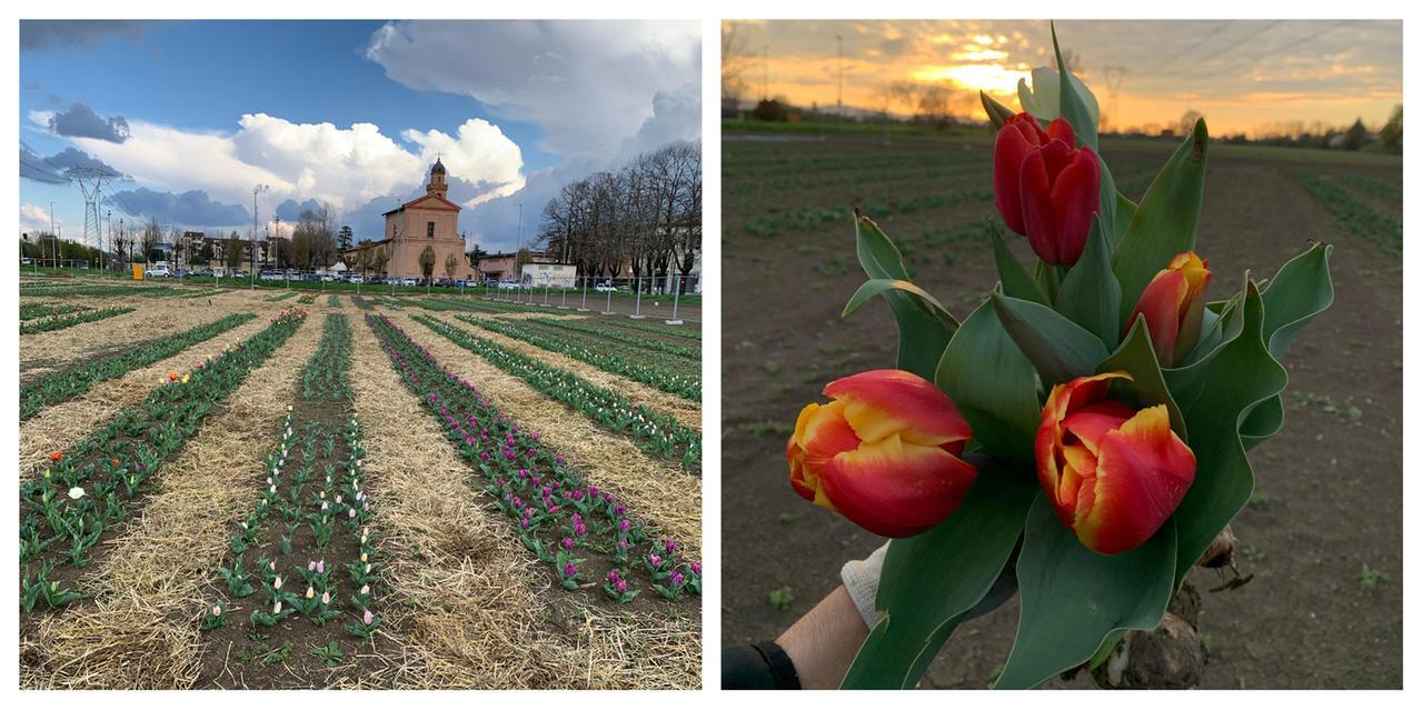 
	A sinistra il campo davanti alla chiesa di Baggiovara, a destra un mazzo di tulipani

