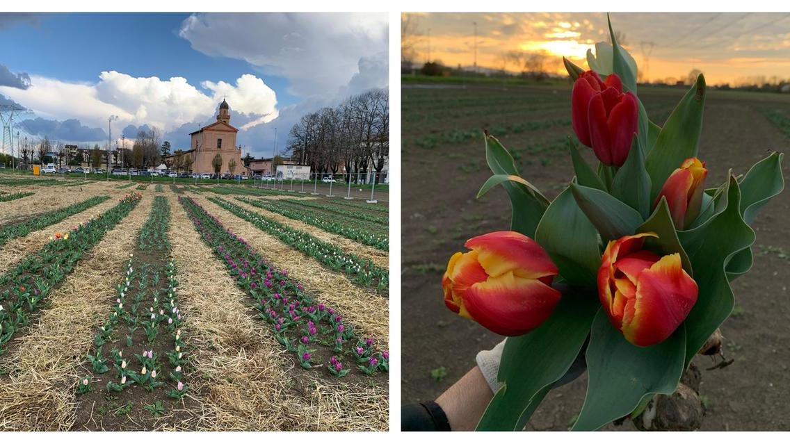 A sinistra il campo davanti alla chiesa di Baggiovara, a destra un mazzo di tulipani