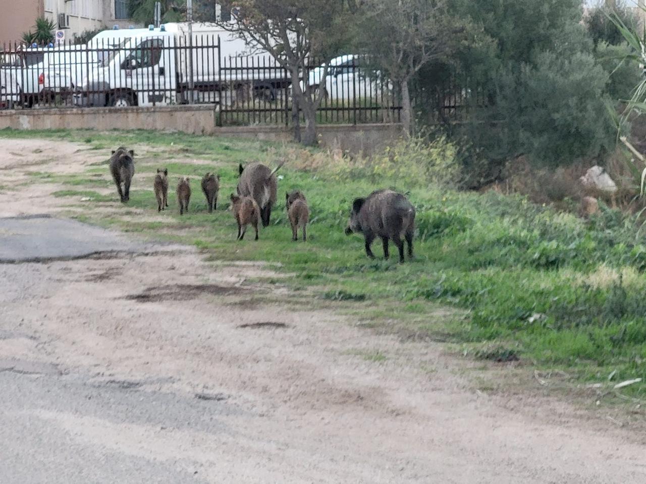 Olbia, fine dell’incubo cinghiali: pronte le gabbie per la cattura