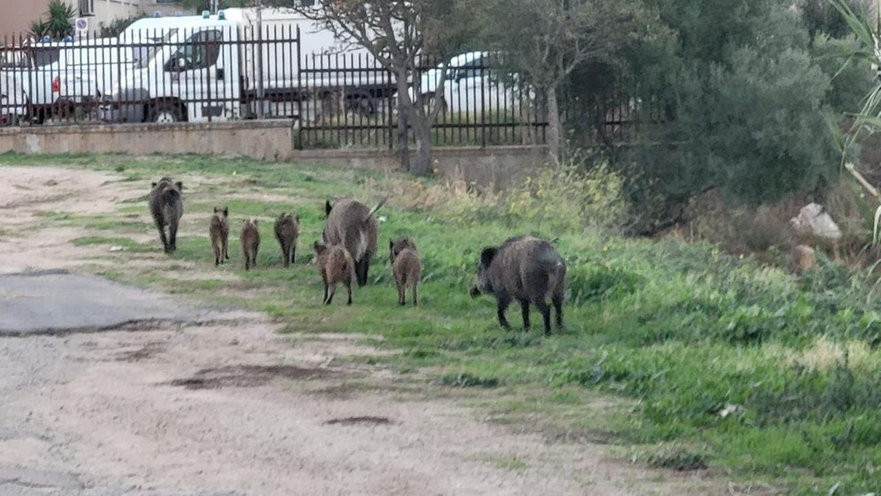 Olbia, fine dell’incubo cinghiali: pronte le gabbie per la cattura